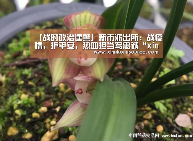 「战时政治建警」新市派出所:战疫情,护平安,热血担当写忠诚“xingkongyule”(图2) 「战时政治建警」新市派出所:战疫情,护平安,热血担当写忠诚“xingkongyule”(图2)